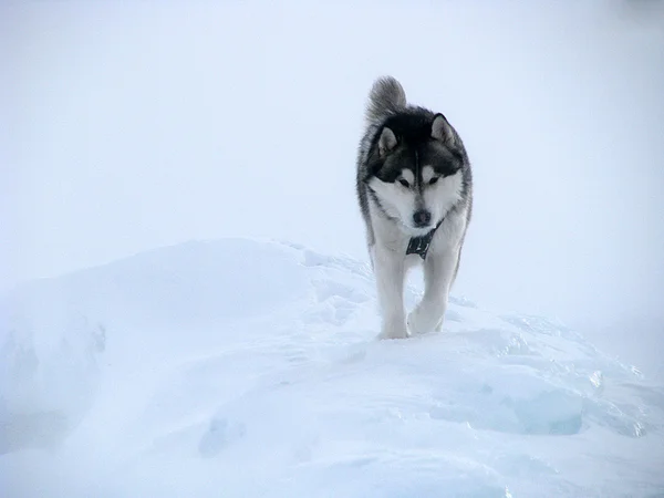 Снег, ветер и собака — стоковое фото