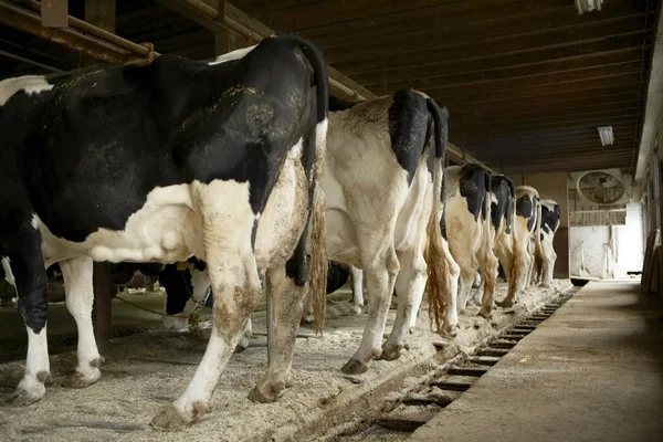 stock image Ass beef cattle are lined neatly in the shed