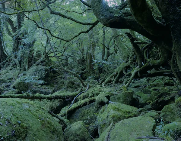 屋久島世界遺産の森 ロイヤリティフリーのストック画像