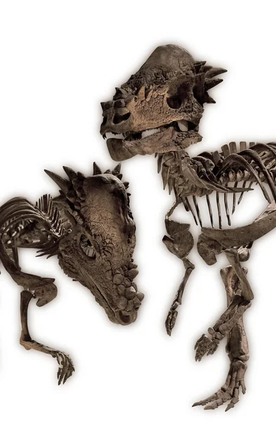 Dinozor fosilleri kurtarılan bir parça kesme
