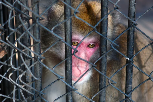 Macaco triste sentado na prisão — Fotografia de Stock