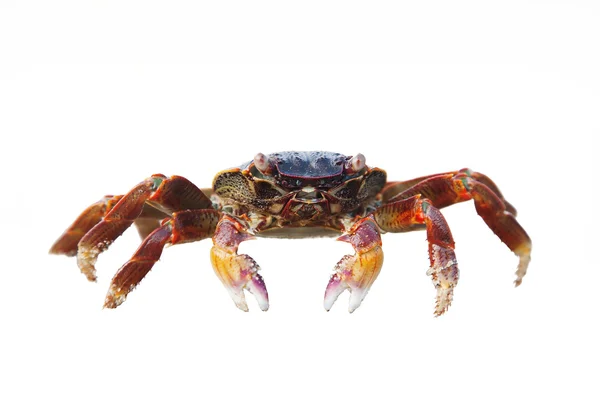 stock image Crab isolated on white