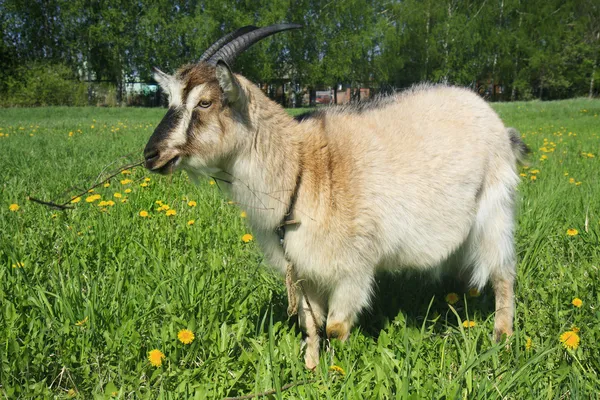 Um retrato frontal de uma cabra em pasto — Fotografia de Stock