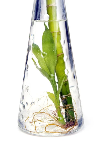 stock image Plants in bottle