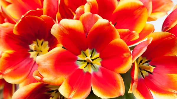 stock image Close-up of bundled red tulips