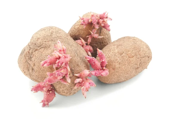 Kartoffeln mit rosa Triebe isoliert — Stockfoto