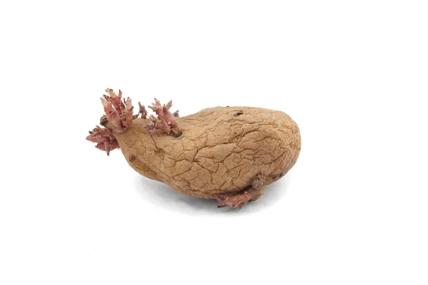 Aardappel met roze scheuten geïsoleerd op witte achtergrond — Stockfoto