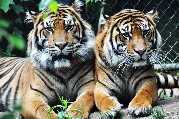 Два тигра Лицензионные Стоковые Изображения