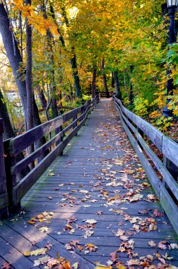 Ohio Forest in Fall clipart