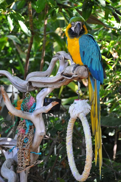 Kakadu — Zdjęcie stockowe