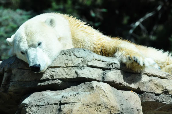 Stock image Polar Bear