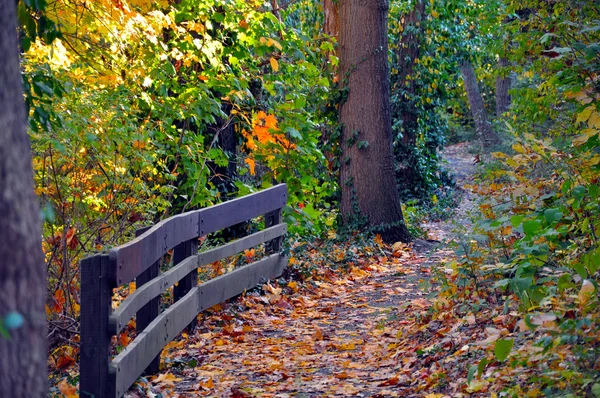 Floresta de Ohio em Outono — Fotografia de Stock