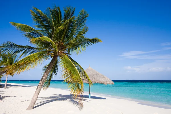 Nádhernou Krajinu Palm Deštník — Stock fotografie