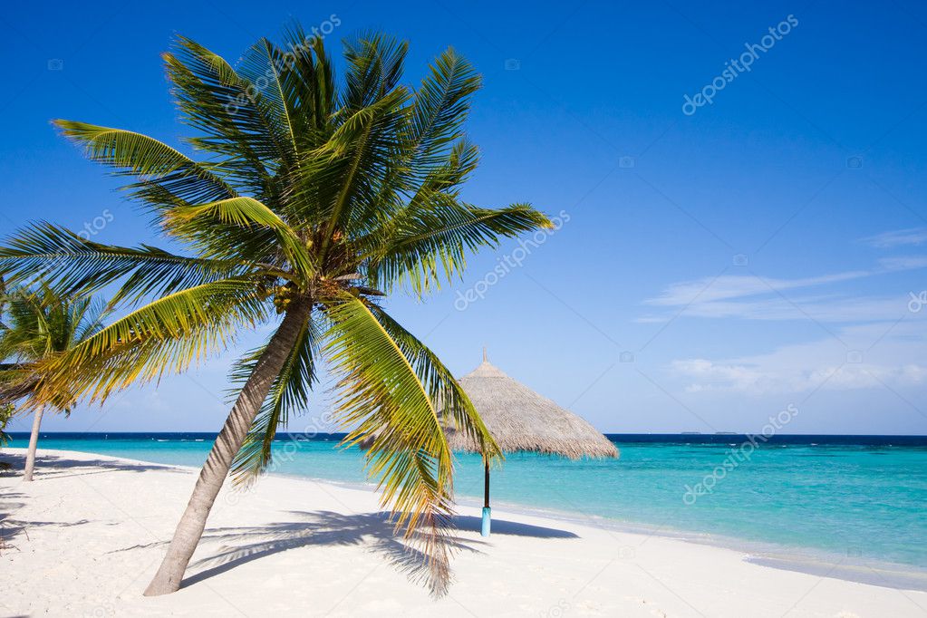 Wonderful landscape with a palm and umbrella