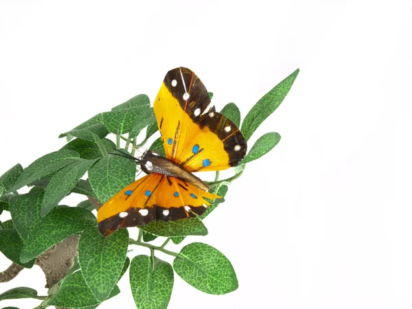 Κίτρινο Πεταλούδα Για Πράσινα Φύλλα Φωτογραφία Αρχείου