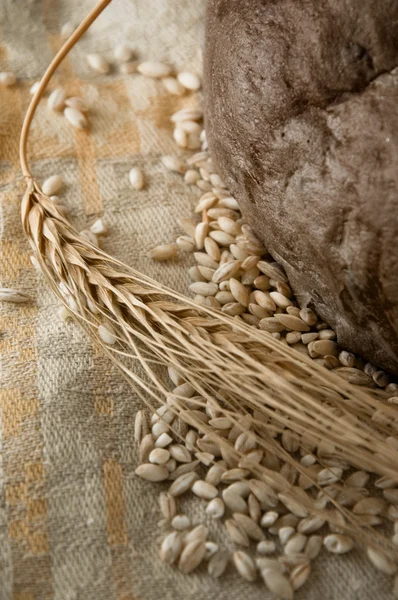 Spikelet Pâine Cereale — Fotografie, imagine de stoc
