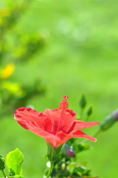 makro çekim güzel kırmızı çiçek