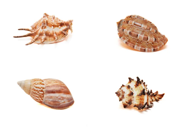 Deniz kabukları koleksiyonu üzerinde beyaz izole — Stok fotoğraf