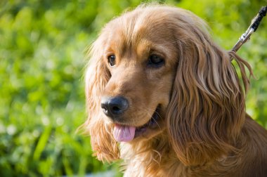 İngiliz cocker spaniel