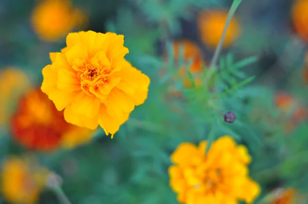 stock image Orange marigold