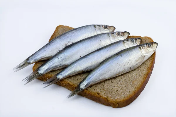 Sandwich Fish Sprat White Background — Stock Photo, Image