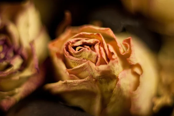Decoración Rosa Brote Seco — Foto de Stock
