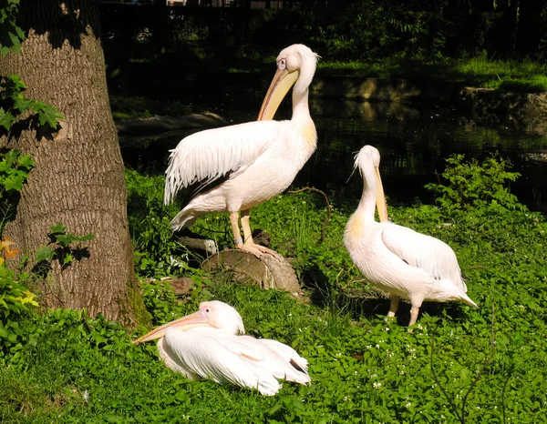 Białe Pelikany Zoo Miasto — Zdjęcie stockowe