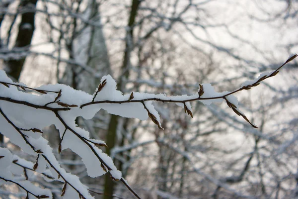 Den snöiga grenen — Stockfoto