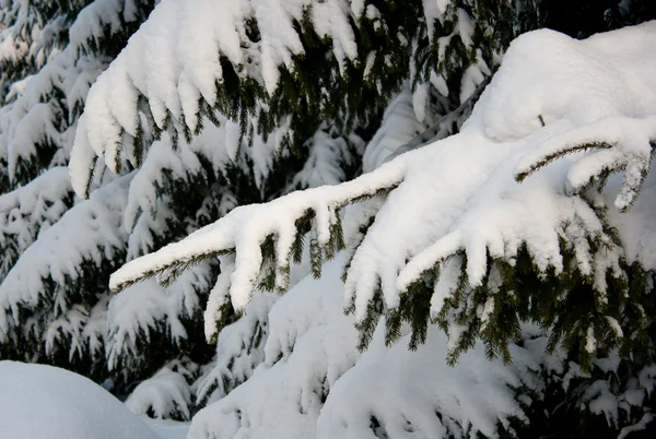 Der schneebedeckte Zweig der Tanne — Stockfoto