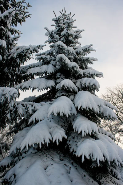 Snowy Fir Tree City Park — Stock Photo, Image
