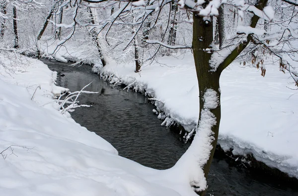 stock image The snowy tree