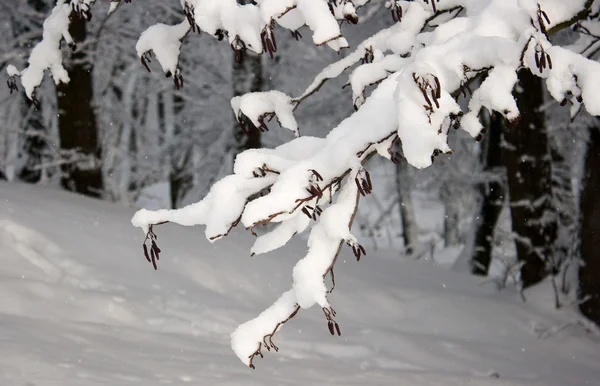 Snowy Branch City Park — Stock Photo, Image