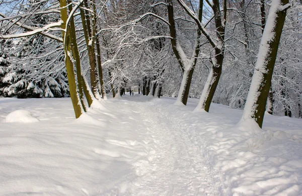 Vicolo Nel Parco Cittadino Inverno — Foto Stock
