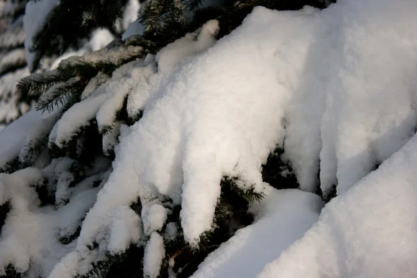 モミの木の雪に覆われた枝 — ストック写真