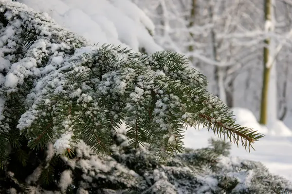 冬のモミの木の雪に覆われた枝 — ストック写真