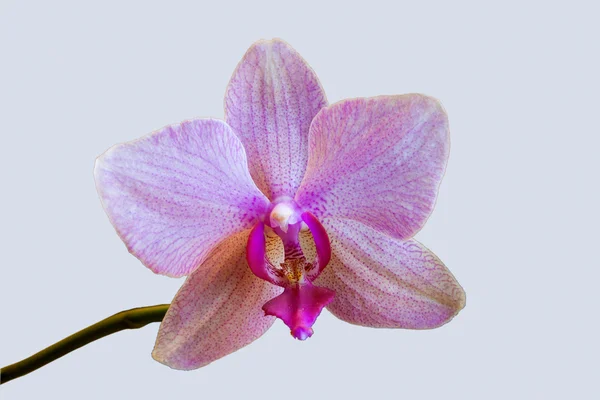 Pink Orchid Ljus Bakrunden — Stockfoto