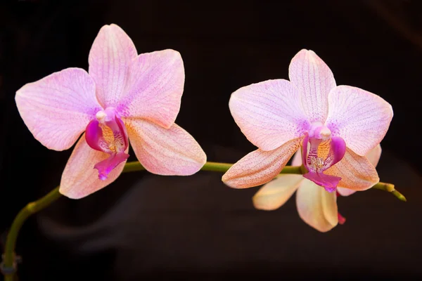 Deux Orchidées Roses Dans Dos Noir — Photo