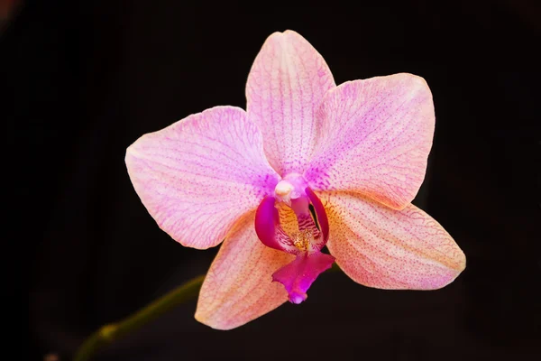 The orchid in the black backround — Stock Photo, Image