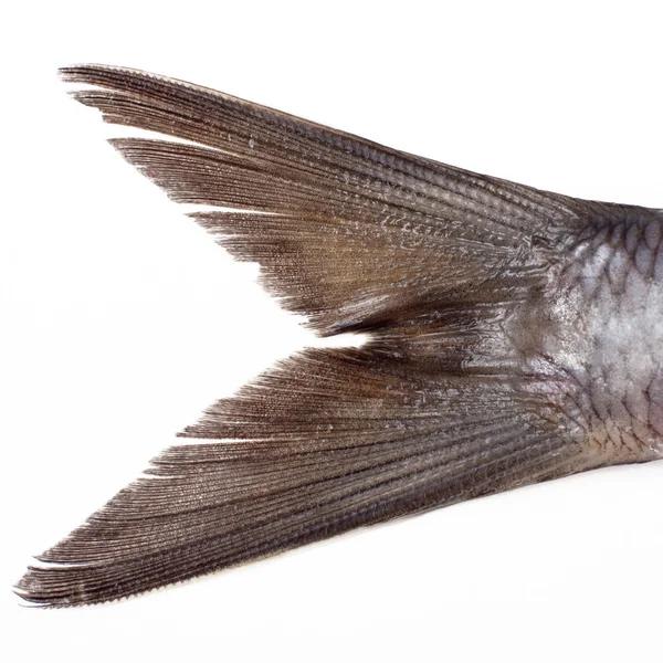 Cauda de arenque de peixe isolado no fundo branco — Fotografia de Stock