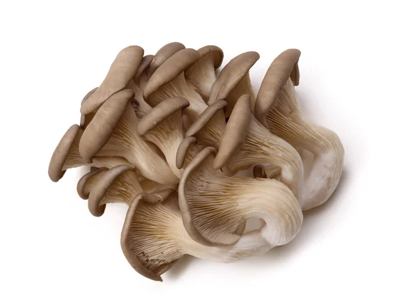 stock image Oyster mushrooms on a white background