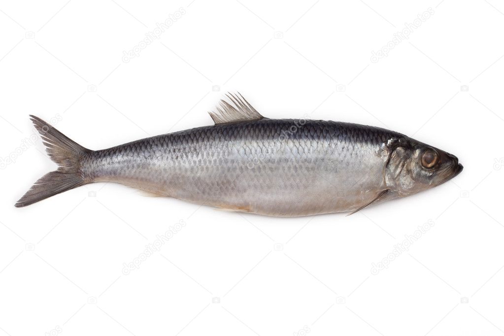 Salted herring fish isolated on white background