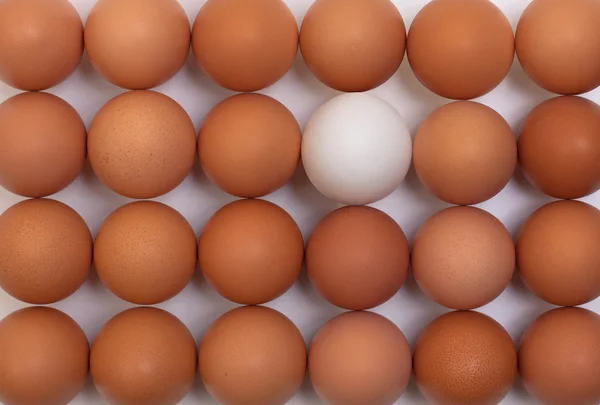 Ägg står i rad — Stockfoto