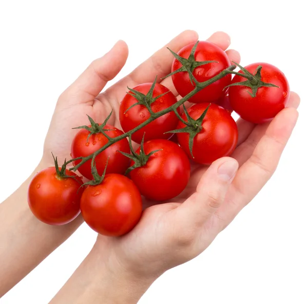 Los tomates la guinda sobre la rama verde en las manos femeninas aisladas — Foto de Stock
