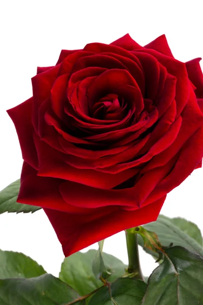 Rosa de terciopelo de color rojo —  Fotos de Stock