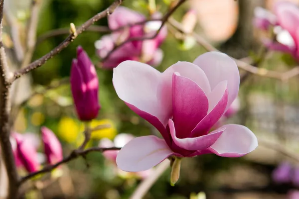 Pink magnolia blossom. — Stock Photo, Image
