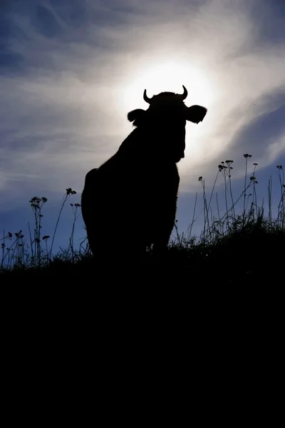 Holly cow silhouette — Stock Photo, Image