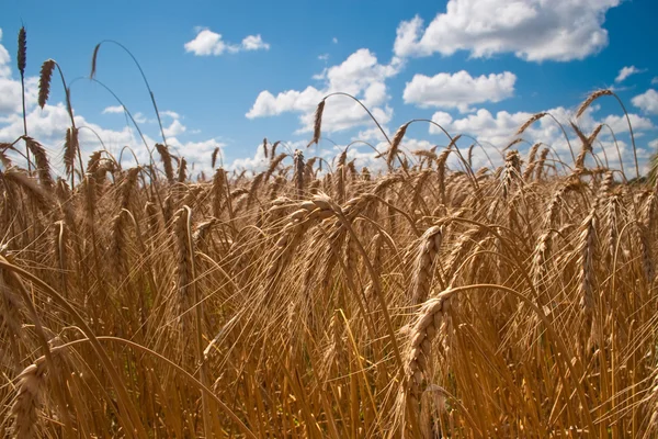 青い曇り空の下で熟した小麦の美しいフィールド — ストック写真