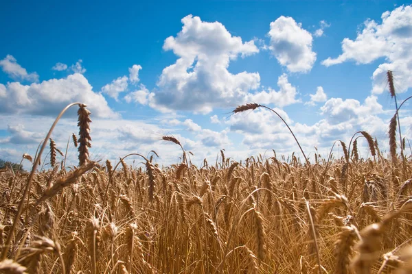 青い曇り空の下で熟した小麦の美しいフィールド — ストック写真