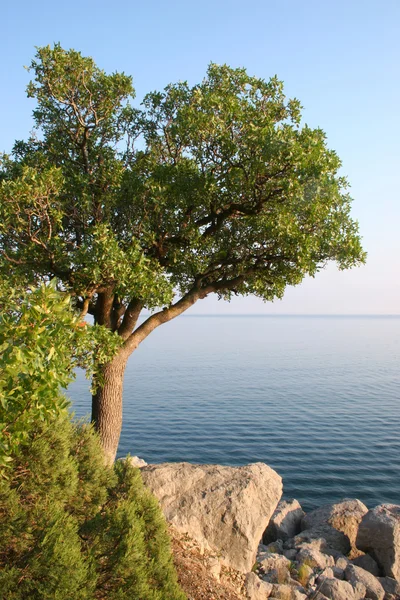 stock image A single tree standing on the sea shore