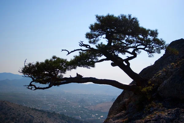 Stock image Unusual tree which grows on the rocks